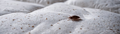 punaise-de-lit-infestation-matelas-hotel