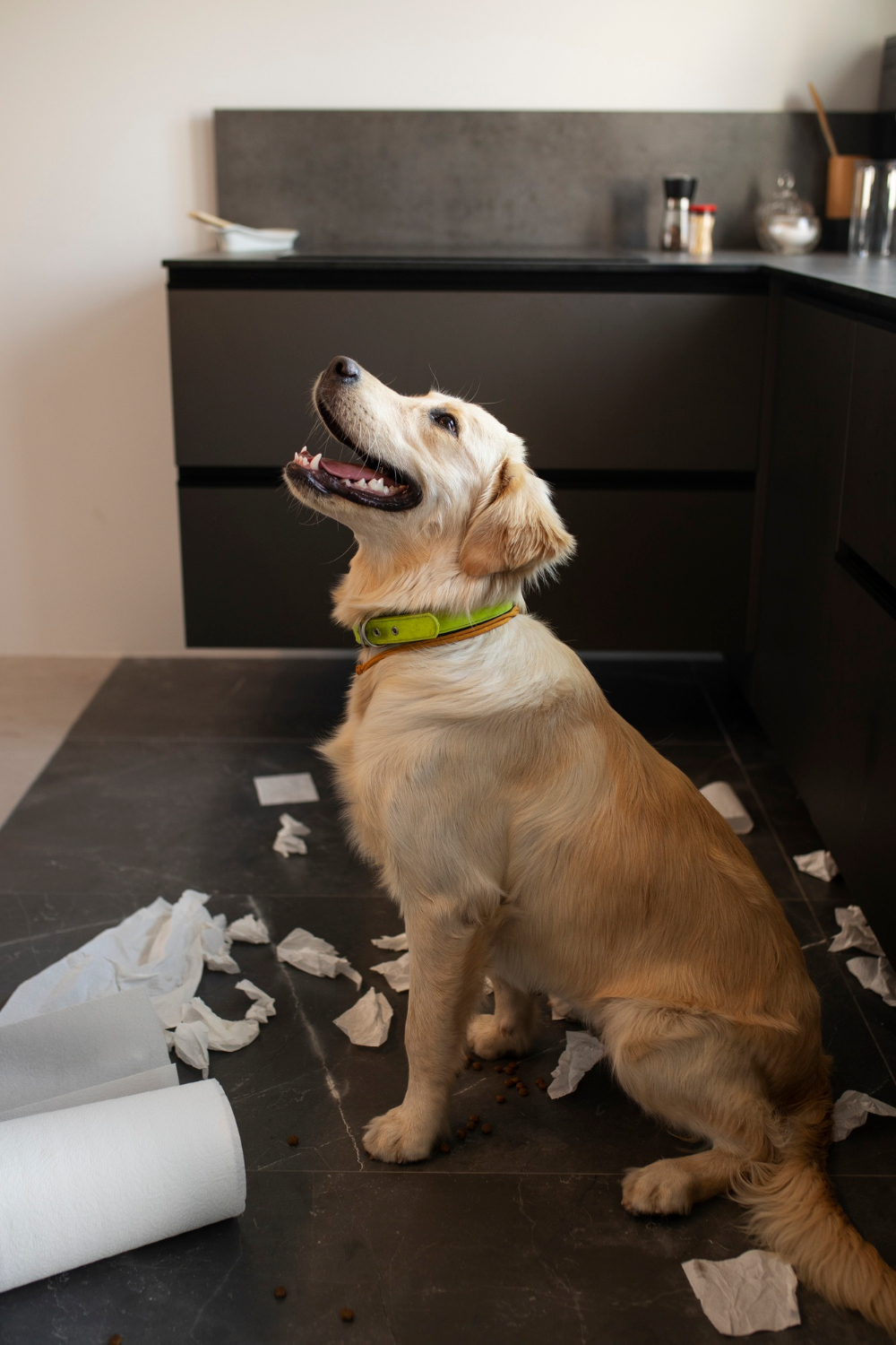 punaises de lit Metz